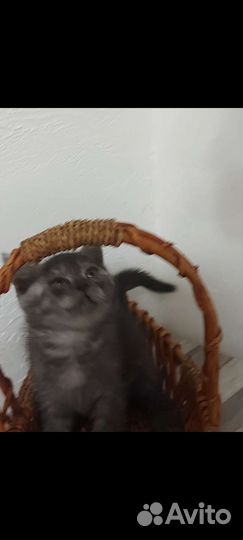 Шотландские котята