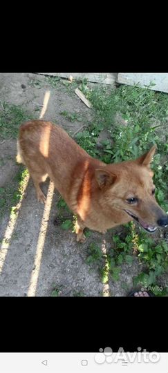 Карело финская лайка