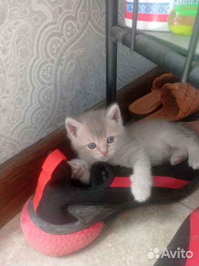 Шотландский котенок