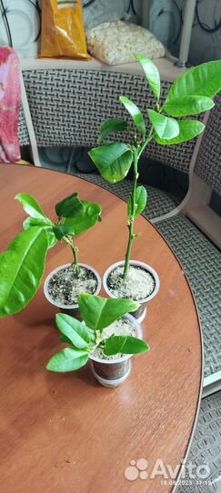 Комнатные растения(цитрусовые)