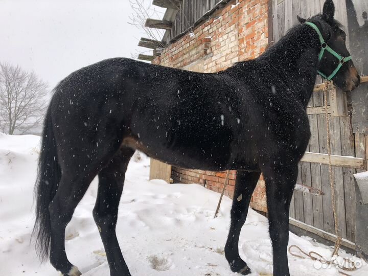 Жеребец орловский рысак Кабыла русская рысистый