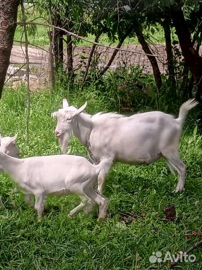 Козел на вязку