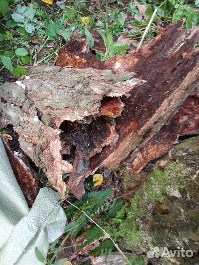 Сосновая кора