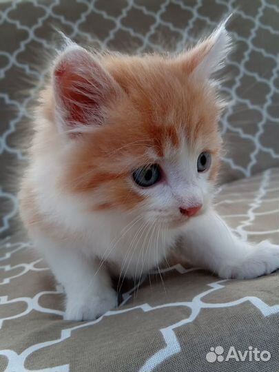 Котенок и кошка в добрые руки