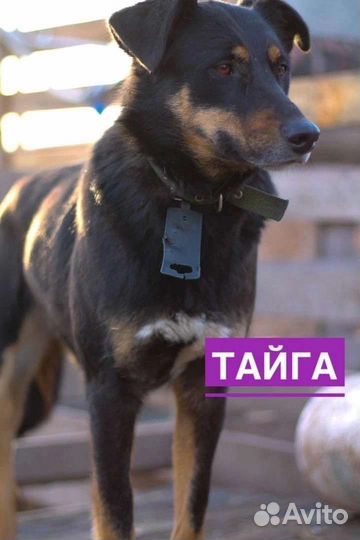 Девочка Тайга