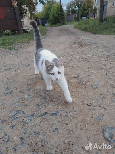 Отдам в добрые руки котика