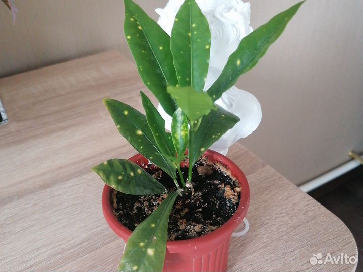 Кодеум и герань, цену уточняйте