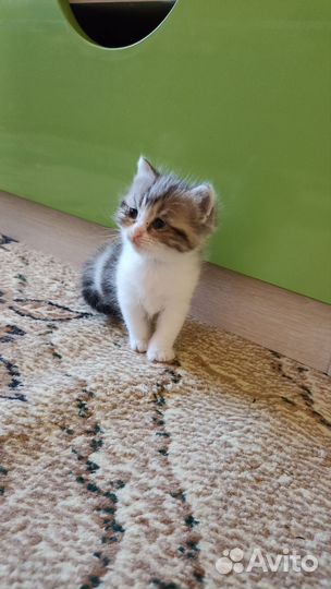 Кошка в дар