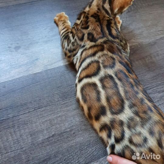 Чистокровный бенгал
