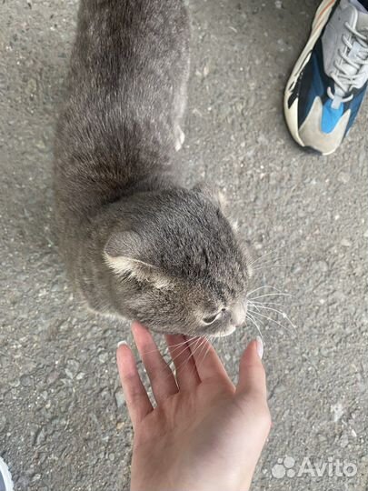 Шотландский вислоухий кот