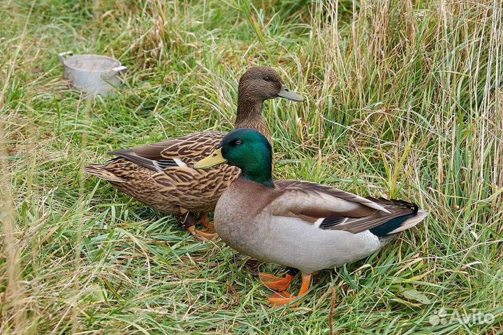 Продам подсадных уток