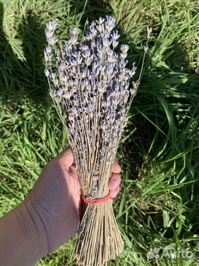 Букет из Лаванды