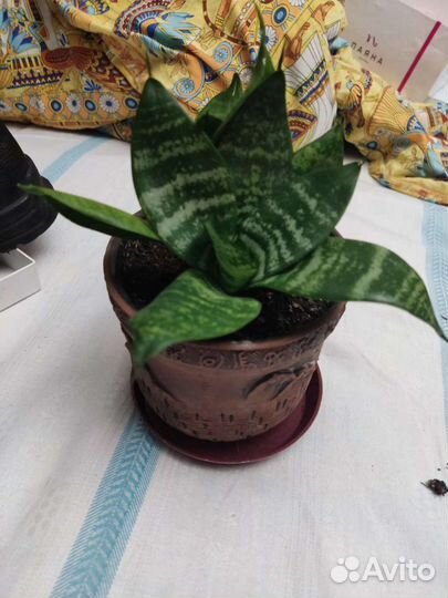 Сансевиерия