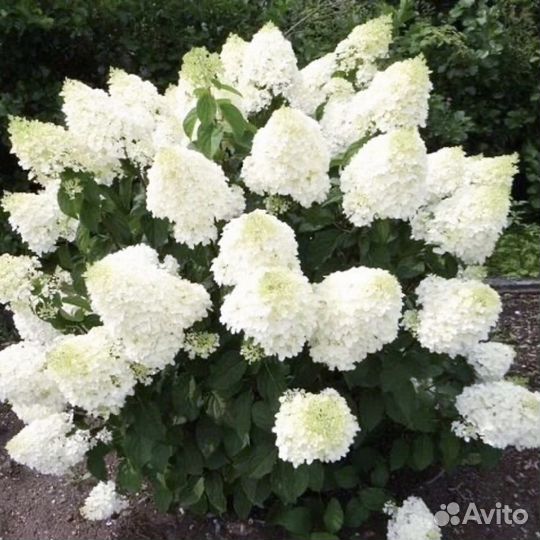 Гортензия Сильвер доллар