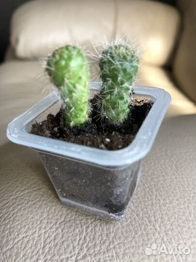 Кактус Rebutia