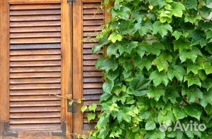 Виноград Вичи девичий триостенный плющевидный