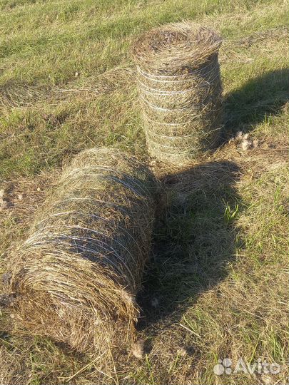 Продам сено в рулонах