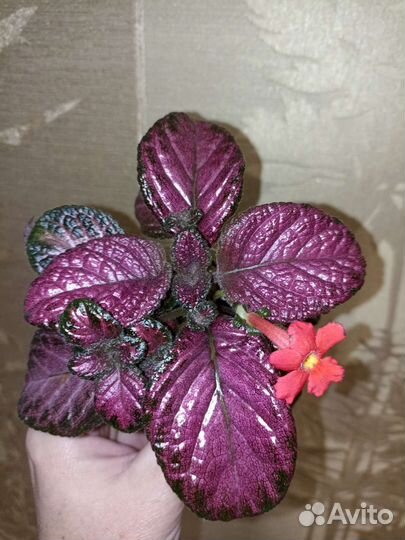 Эписции часть 2