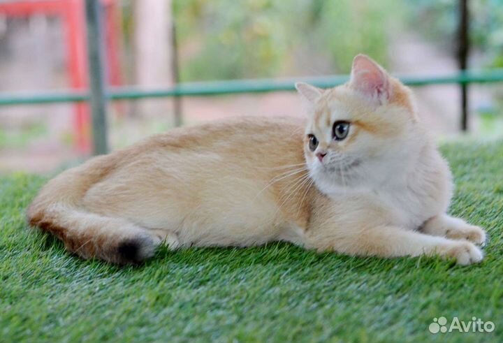 Кот золотая шиншилла