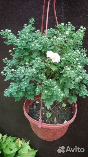 Хризантема мультифлора