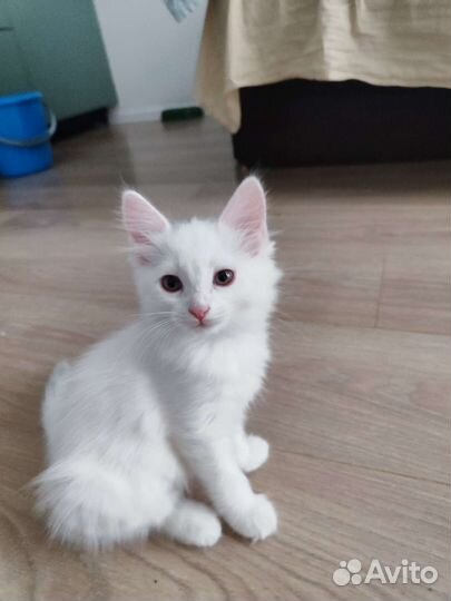 Белая кошка 2,5 мес