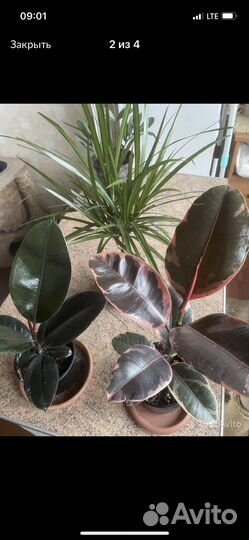 Фикусы черный принц, белиз, тинеке,кротон