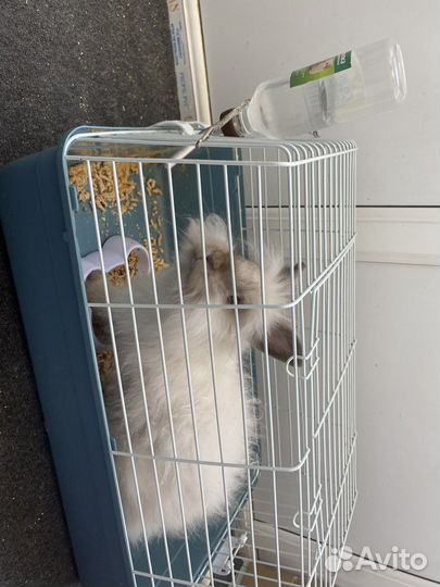 Декоративные кролик