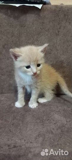 Котик