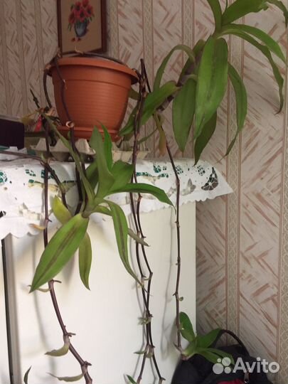 Цветок золотой ус 2 штуки