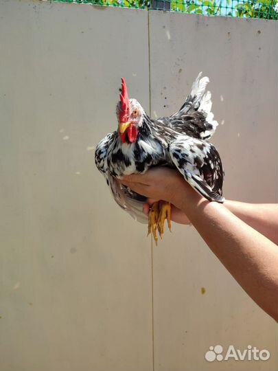 Молодые петухи порода Легорн Долматинец