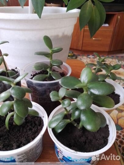 Шефлера денежное дерево кактусы цветущие