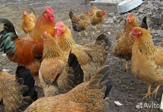 Кучинская, Борковская, Австралорп, Лососевая