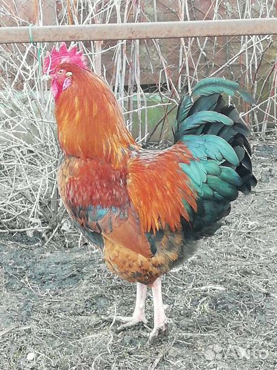 Кучинская, Борковская, Австралорп, Лососевая