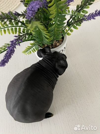 Морская свинка скинни