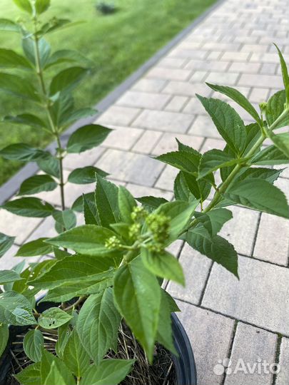 Гортензия саженцы