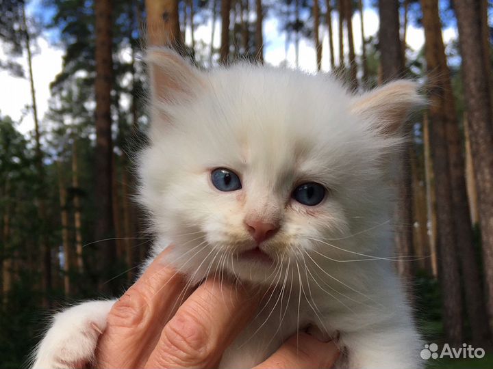 Отдам в добрые руки котенка. Мальчик