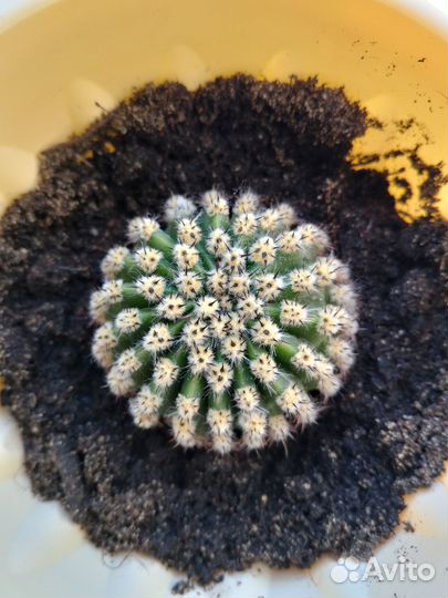 Кактус Царица ночи Echinopsis eyriesii эхинопсисэр