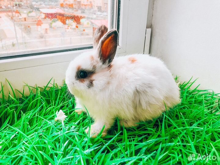 Карликовый кролик
