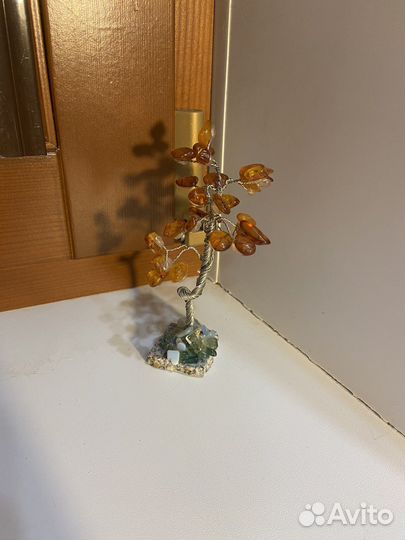 Денежное дерево