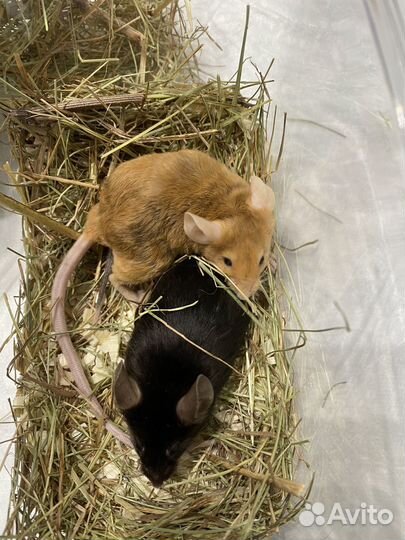 Ратолог - врач по грызунам, онлайн консультации