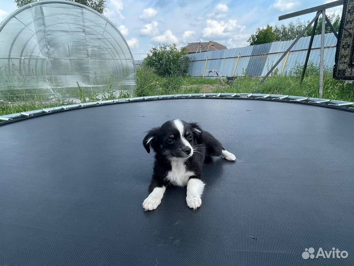 Собака чихуа хуа