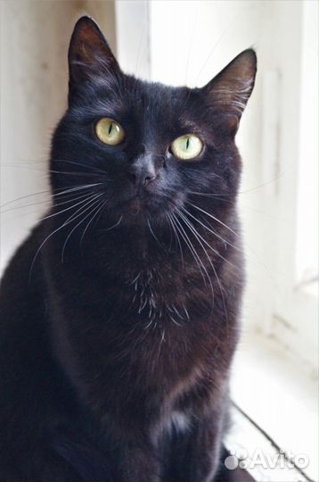 Bидeo.Рикси.стерил-а