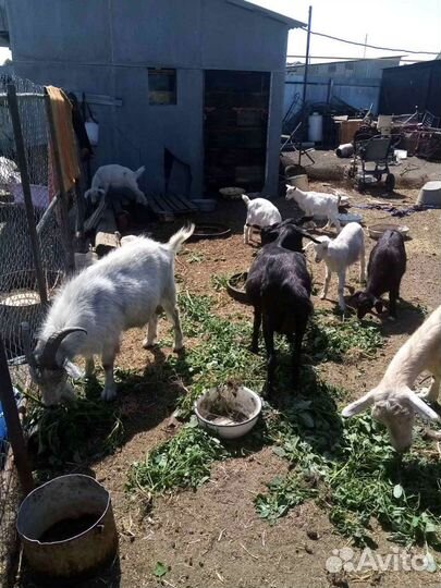 Козёл на племя