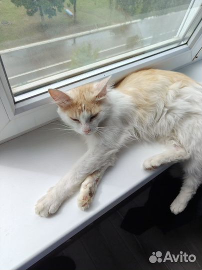 Рыжий котик