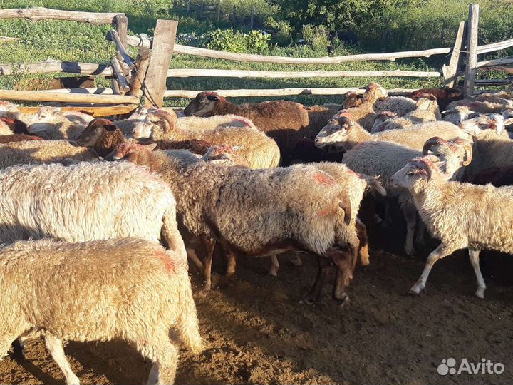 Овцы, бараны