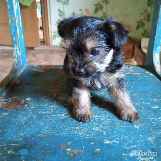 Маленькая собака