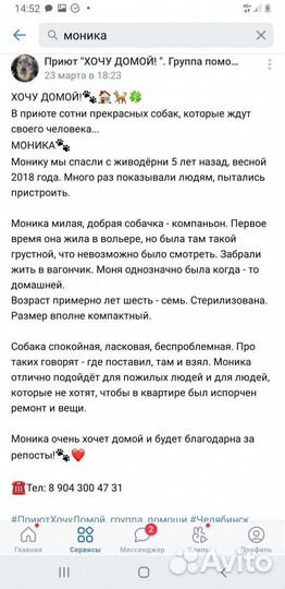 Маленькая грустная собака компаньон и друг