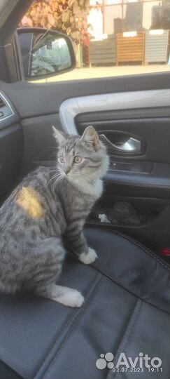 Кошка египетский Мау