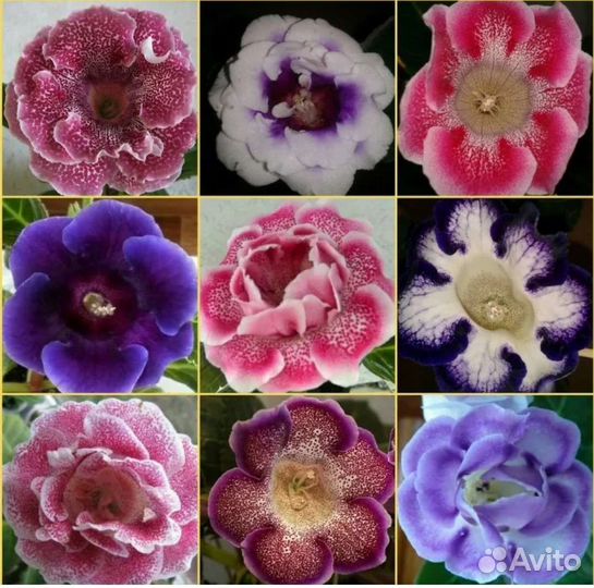 Детки глоксинии махровой