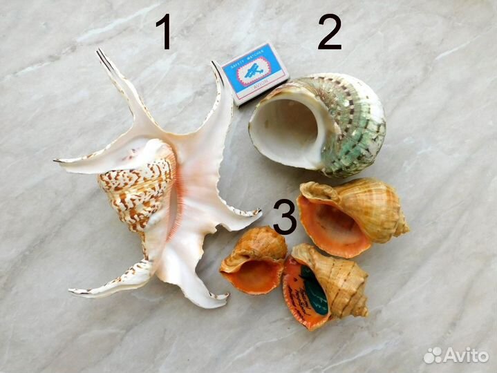 Ракушки - морские раковины в аквариум